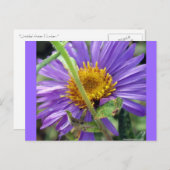 Unbenannt Aster Nummer 1 Postkarte (Vorne/Hinten)