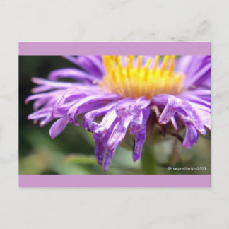 Unbenannt Aster Nummer 2 Postkarte