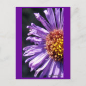 Unbenannt Aster Nummer 4 Postkarte (Vorderseite)