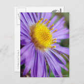Unbenannt Aster Nummer 5 Postkarte (Vorne/Hinten)