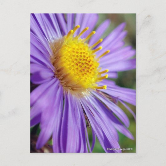 Unbenannt Aster Nummer 5 Postkarte (Vorderseite)