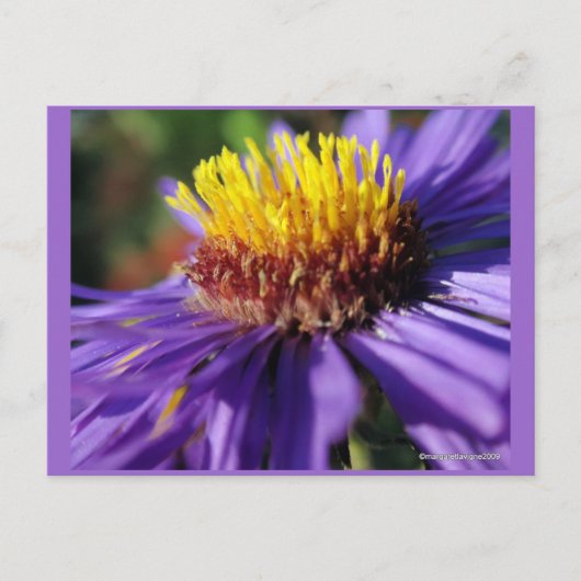 Unbenannt Aster Nummer 6 Postkarte (Vorderseite)
