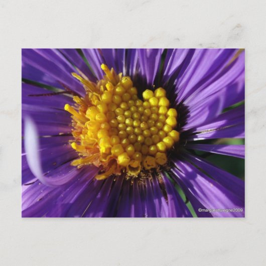 Unbenannt Aster Nummer 8 Postkarte (Vorderseite)