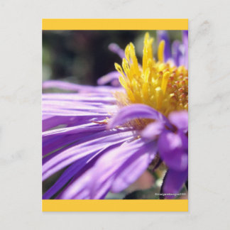 Unbenannt Aster Nummer 9 Postkarte