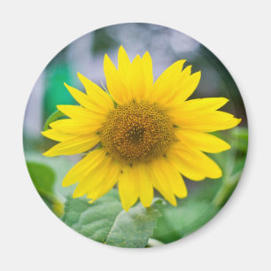 Unberechtigter Magnet