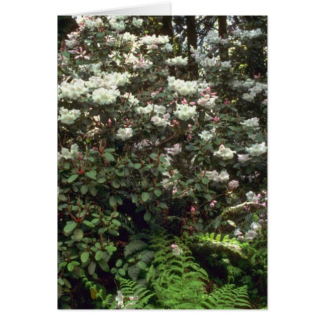Unberührte Wildnis (Vorne)