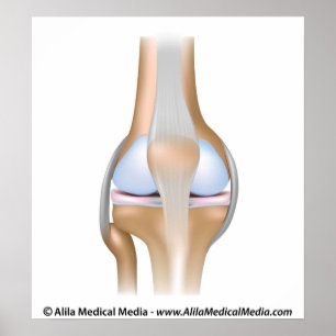 Unbeschriftetes Diagramm der Kniegelenkanatomie Poster