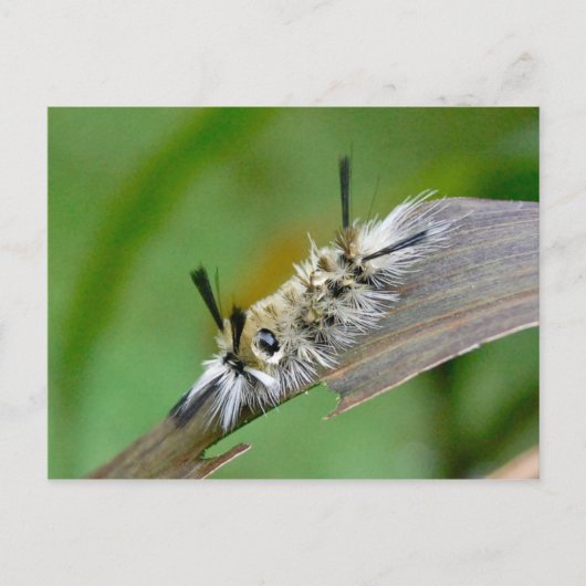 Unbetitelte Postkarte (Vorderseite)