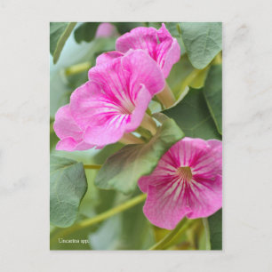 Uncarina [ポ] ス ト Ladung ド Postkarte