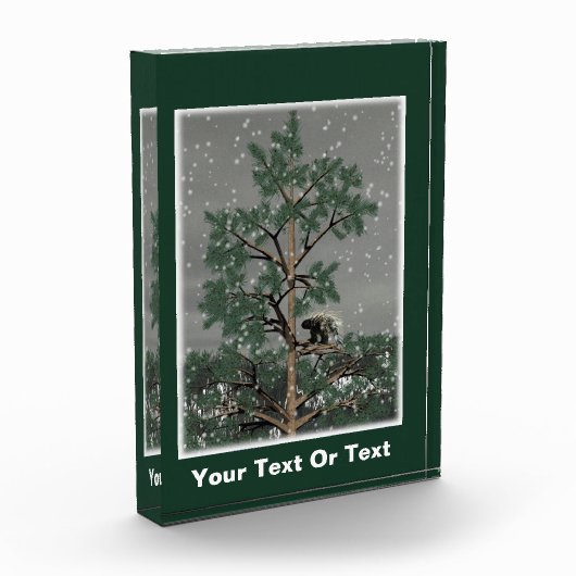 Und eine Porcupine in einem Kiefernbaum Fotoblock (Links)