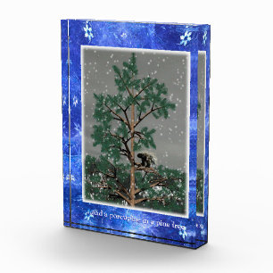 Und eine Porcupine in einem Kiefernbaum Fotoblock