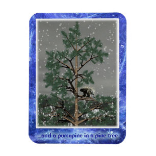 Und eine Porcupine in einem Kiefernbaum Magnet