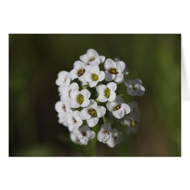 undefiniert (Vorderseite (Horizontal))