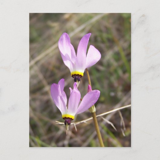 undefiniert postkarte (Vorderseite)