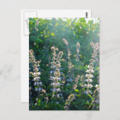 undefiniert postkarte (Vorne/Hinten)