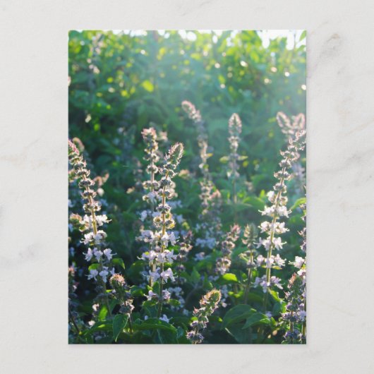 undefiniert postkarte (Vorderseite)