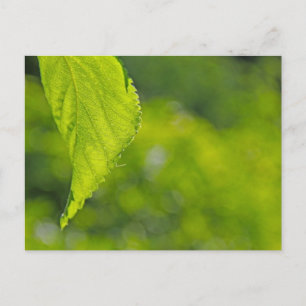 undefiniert postkarte