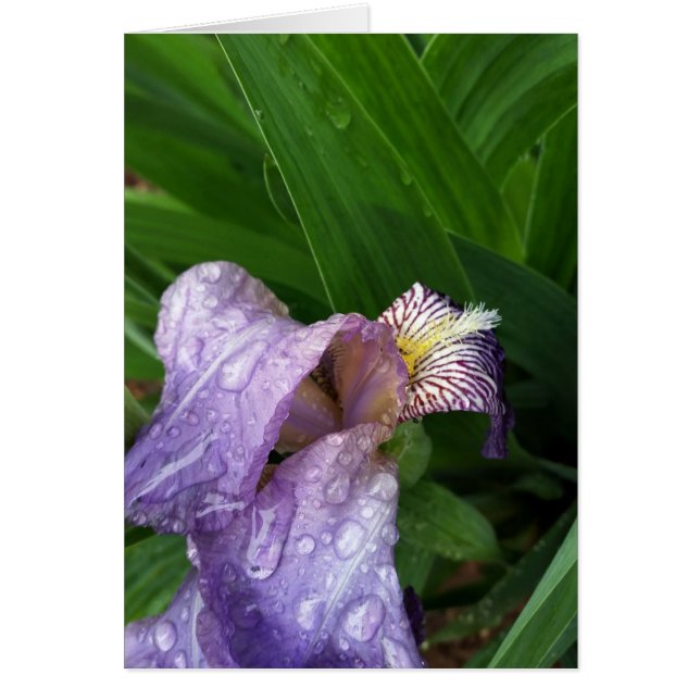 Under the Rain (Vorne)