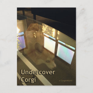 Undercover Corgi Postcard Postkarte