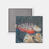 Underwater Life, FISH: ein farbenfroher Stoplight Magnet (Vorderseite/Rückseite)