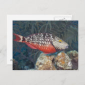 Underwater Life, FISH: ein farbenfroher Stoplight Postkarte (Vorne/Hinten)