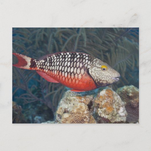 Underwater Life, FISH: ein farbenfroher Stoplight Postkarte (Vorderseite)