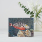 Underwater Life, FISH: ein farbenfroher Stoplight Postkarte (Stehend Vorderseite)