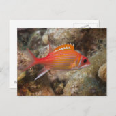Underwater Life, FISH: ein Langkiefer-Eichhörnchen Postkarte (Vorne/Hinten)
