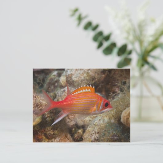 Underwater Life, FISH: ein Langkiefer-Eichhörnchen Postkarte (Stehend Vorderseite)