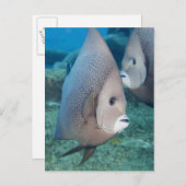 Underwater Life, FISH: ein Paar graue Angelfische Postkarte (Vorne/Hinten)