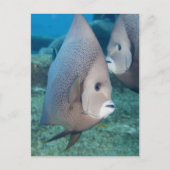 Underwater Life, FISH: ein Paar graue Angelfische Postkarte (Vorderseite)