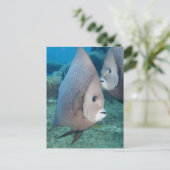 Underwater Life, FISH: ein Paar graue Angelfische Postkarte (Stehend Vorderseite)