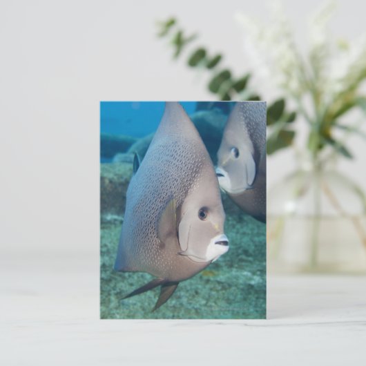 Underwater Life, FISH: ein Paar graue Angelfische Postkarte (Stehend Vorderseite)