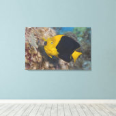 Underwater Life, FISH: Eine bunte Rock Beauty Leinwanddruck (Insitu (Holzboden))