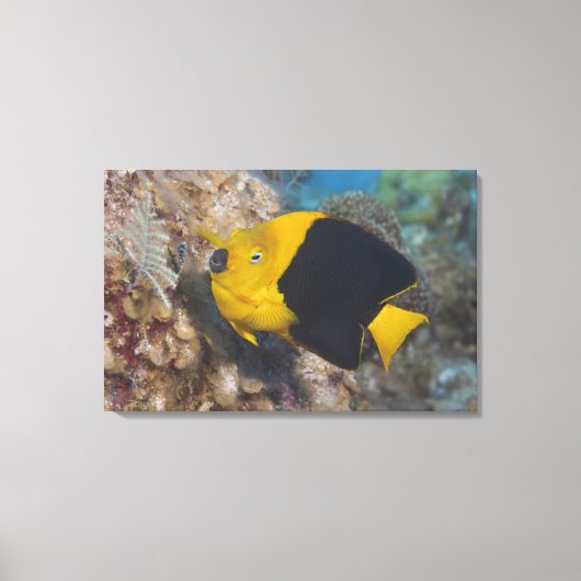 Underwater Life, FISH: Eine bunte Rock Beauty Leinwanddruck (Vorderseite)