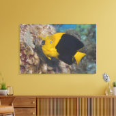 Underwater Life, FISH: Eine bunte Rock Beauty Leinwanddruck (Insitu (Wohnzimmer))