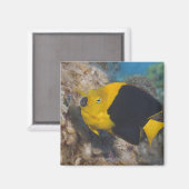 Underwater Life, FISH: Eine bunte Rock Beauty Magnet (Vorderseite/Rückseite)