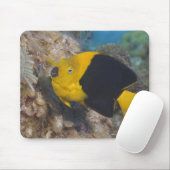 Underwater Life, FISH: Eine bunte Rock Beauty Mousepad (Mit Mouse)