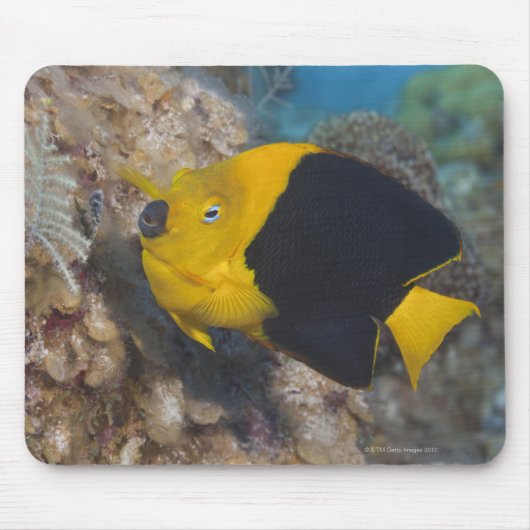 Underwater Life, FISH: Eine bunte Rock Beauty Mousepad (Vorne)