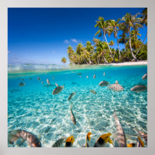 Underwater Life Poster