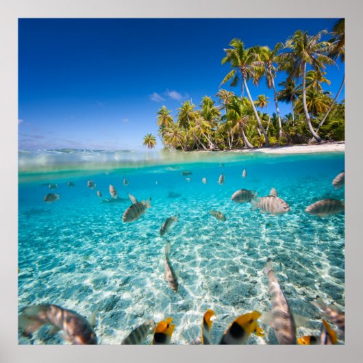 Underwater Life Poster (Vorne)