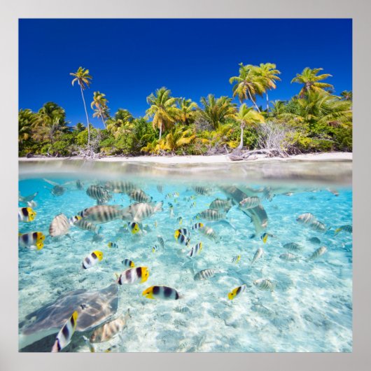 Underwater Life Poster (Vorne)