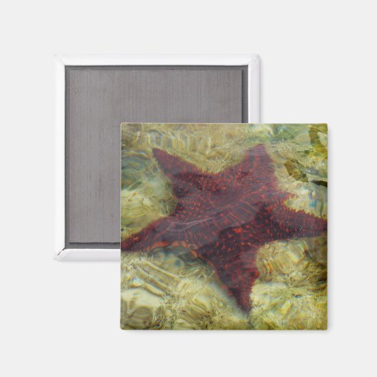 Underwater Starfish in the Bahamas Magnet (Vorderseite/Rückseite)