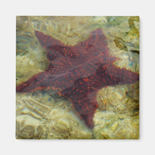 Underwater Starfish in the Bahamas Magnet (Vorne)