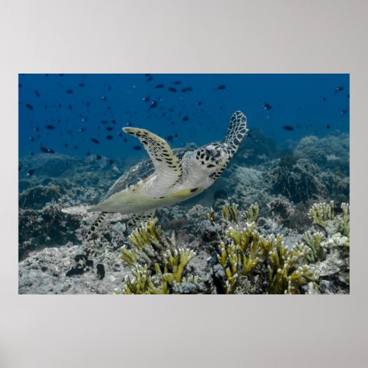 Unechte Karettschildkröte Schwimmen Poster (Vorne)