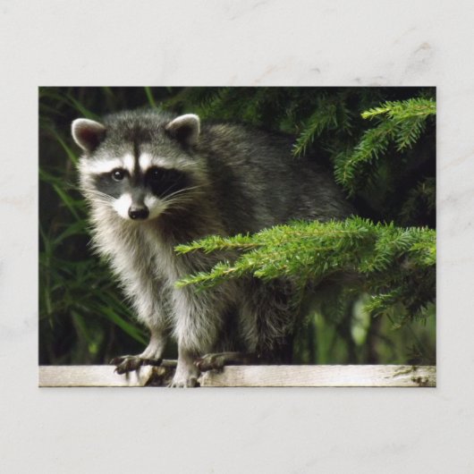 Unerwarteter Besucher, #3 Postkarte (Vorderseite)