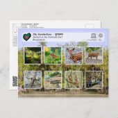 UNESCO WH- Die Sundarbans Postkarte (Vorne/Hinten)