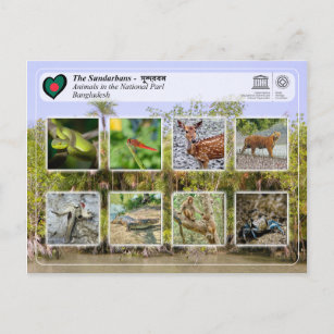 UNESCO WH- Die Sundarbans Postkarte