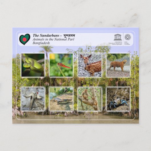 UNESCO WH- Die Sundarbans Postkarte (Vorderseite)