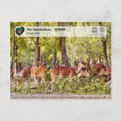 UNESCO WH- Die Sundarbans Postkarte (Vorderseite)